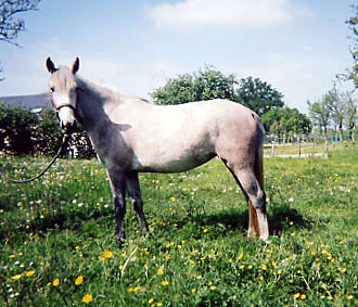 ARABE BARBE D'ENDURANCE